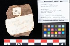 Foto (Objekt + Etikett) von Xylomites daphnes Ettingshausen (NHMW-GEO-2024-0188-0060)